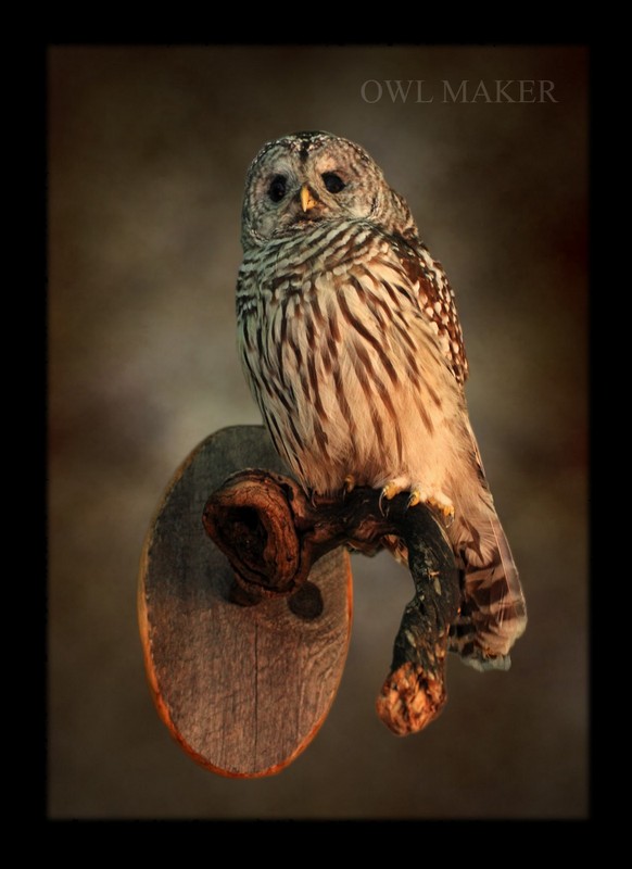 Owl Maker Bird Taxidermy > Gallery > owls
